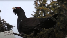 Natură și aventură: Observație de cocoș de munte | VIDEO