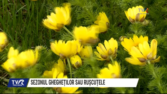 Sezonul ghegheților sau rușcuțele | VIDEO