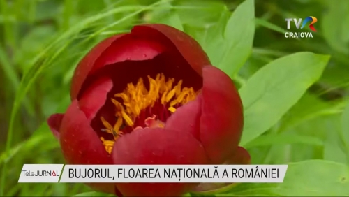Bujorul, Floarea Națională a României | VIDEO