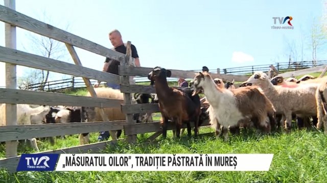 ,,Măsuratul oilor”, tradiție păstrată în Mureș | VIDEO