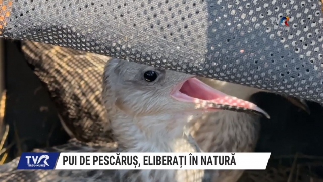 Pui de pescăruș, eliberați în natură | VIDEO
