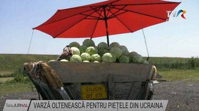 Varză oltenească pentru piețele din Ucraina | VIDEO