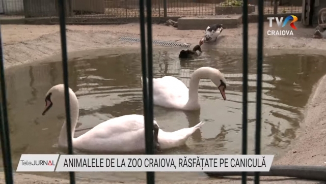 Animalele de la ZOO Craiova, răsfățate pe caniculă | VIDEO
