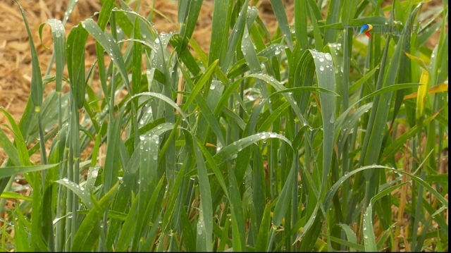 Satul meu: „Dacă mai plouă, nu vom avea calitate la grâu” | VIDEO
