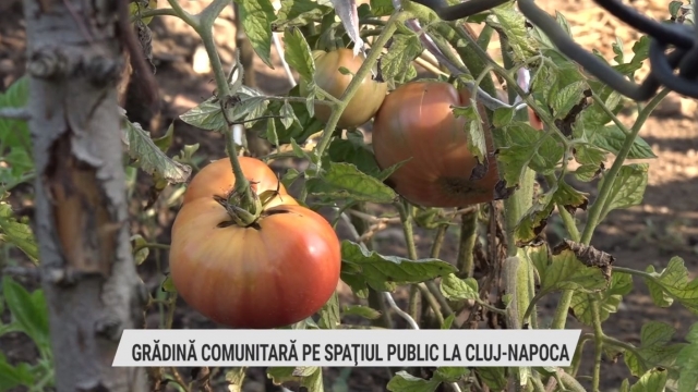 Grădină comunitară pe spațiul public la Cluj-Napoca | VIDEO