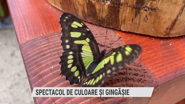 Spectacol de culoare și gingășie | VIDEO