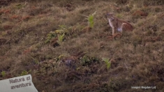 Observație de râs în Parcul Național Grădiștea Muncelului | VIDEO