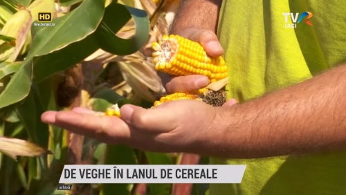 De veghe în lanul de cereale | VIDEO