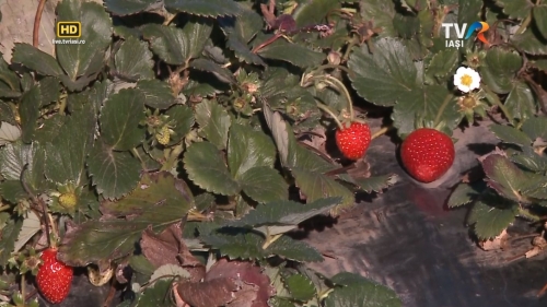 La cules de căpșuni până la iarnă | VIDEO