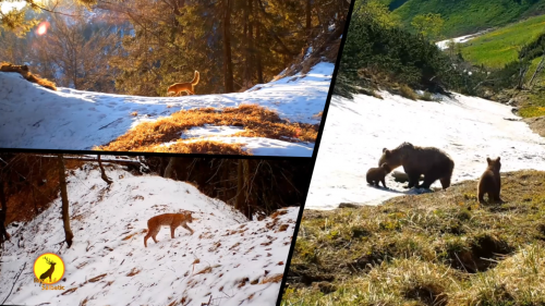 Ursul brun din România, din nou în vizorul emisiunii „Regatul sălbatic” la TVR 3