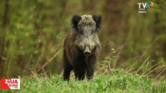 Natura, prin lentila aparatului foto | VIDEO