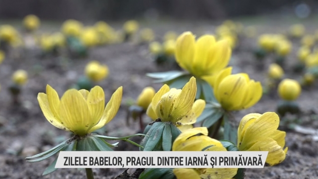 Zilele Babelor, pragul din iarnă și primăvară | VIDEO
