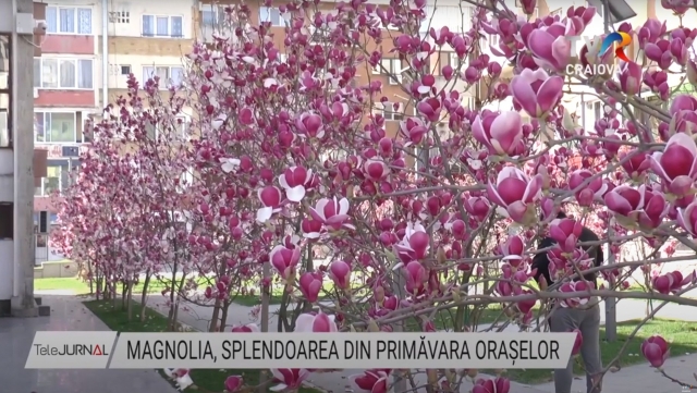 Magnolia, splendoarea din primăvara orașelor | VIDEO