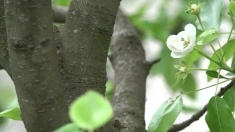 Fructele românești de altădată, readuse la viață | VIDEO