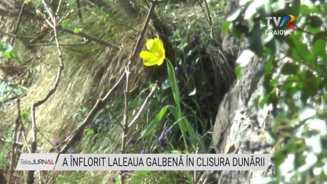 A înflorit laleaua galbenă în Clisura Dunării | VIDEO