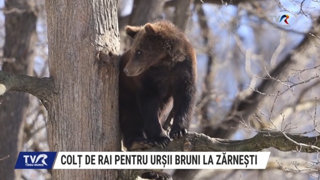 Colț de Rai pentru urșii bruni la Zărnești | VIDEO