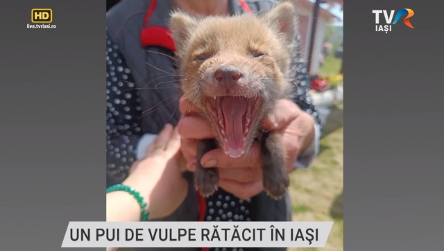 Un pui de vulpe rătăcit în Iași | VIDEO