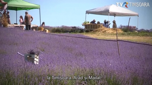 Plantație de lavandă la Mailat | VIDEO