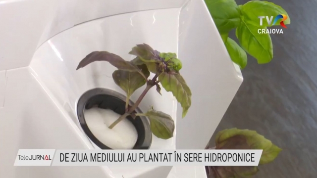 De Ziua Mediului au plantat în sere hidroponice | VIDEO