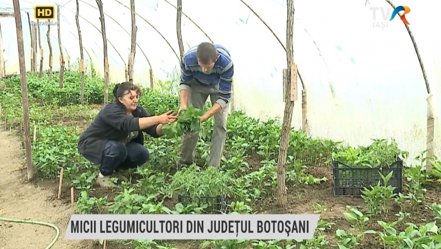 Micii legumicultori din județul Botoșani