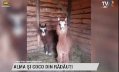 Alma și Coco din Rădăuți | VIDEO