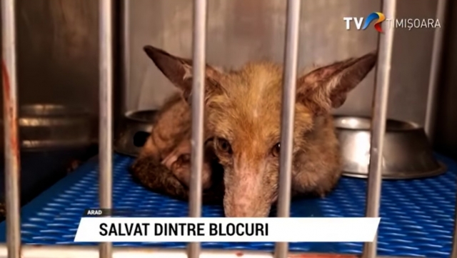 Salvat dintre blocuri | VIDEO