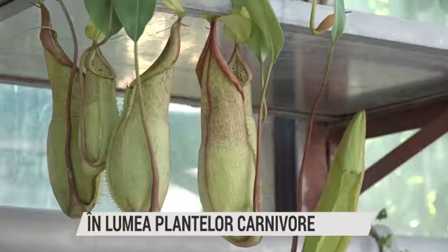 În lumea plantelor carnivore | VIDEO