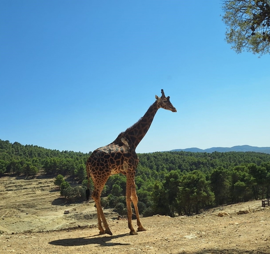 (w882) girafa