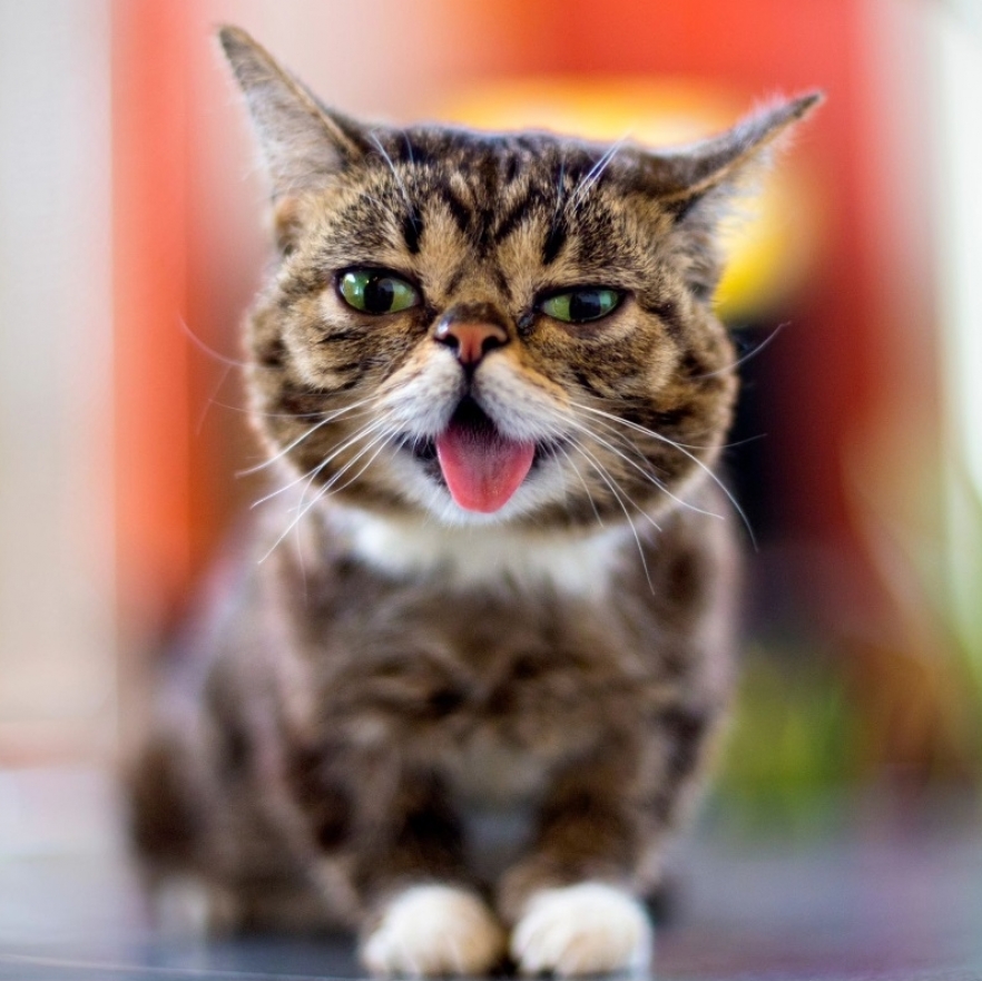 (w882) Lil Bub