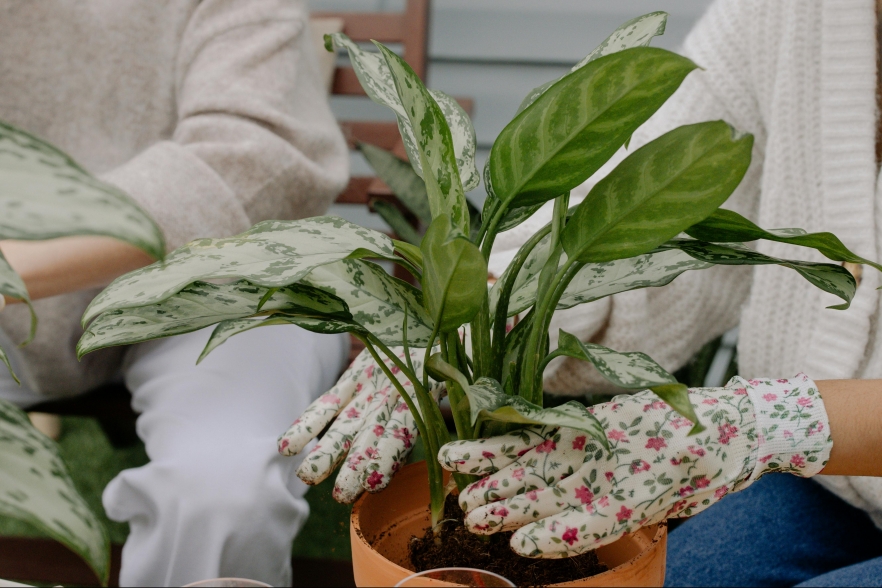 (w882) Aglaonema