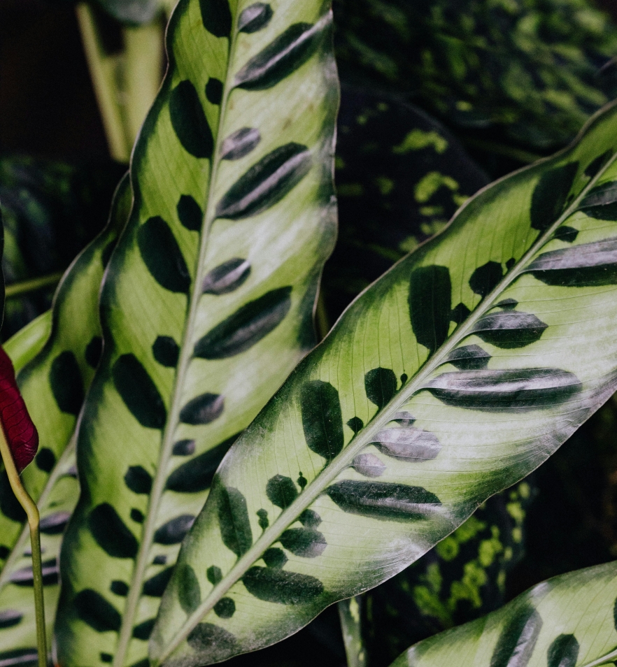 (w882) Calathea