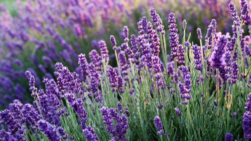 Lavanda, planta care alungă insomnia