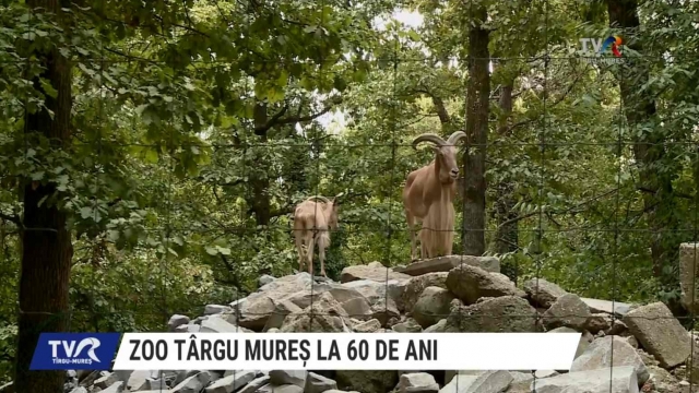 60 de ani de Conservare și Educație la Grădina Zoologică din Târgu-Mureș | VIDEO