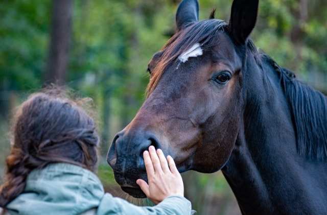 Ferma: Înlocuirea animalelor de tracțiune