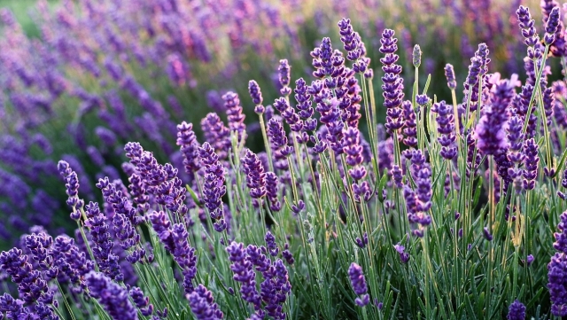 Lavanda, planta care alungă insomnia