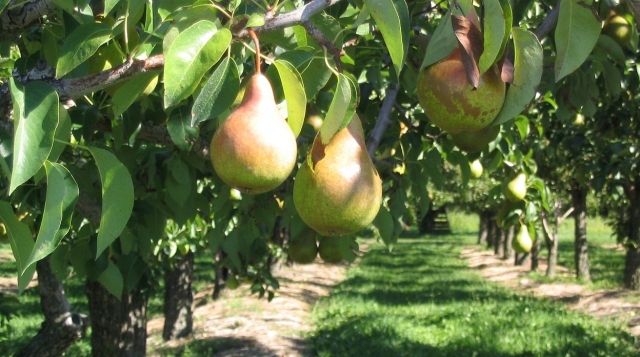 ”Ferma”: Cultivarea pomilor fructiferi