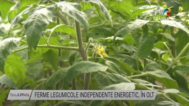 Ferme legumicole independente energetic în Olt | VIDEO