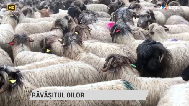 Răvășitul oilor | VIDEO