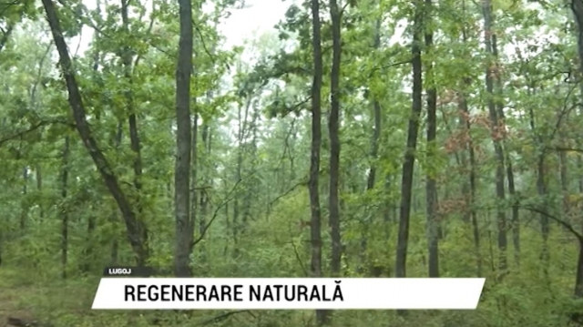 Regenerarea naturală a quercineelor în contextul schimbărilor climatice | VIDEO