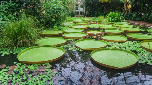 Grădina botanică regală din Edinburgh