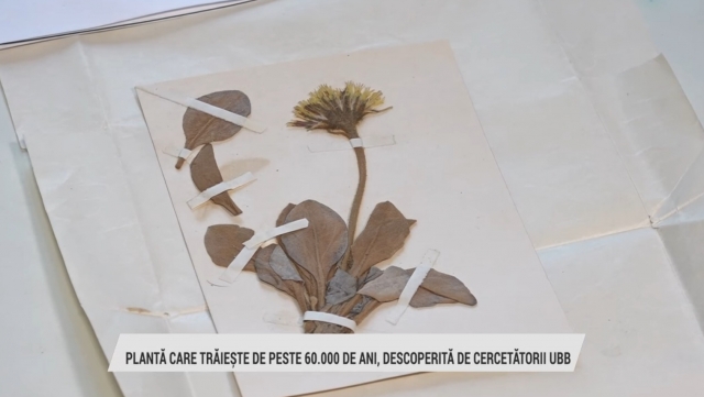 Descoperirea unei plante vetuste în Carpații Orientali | VIDEO