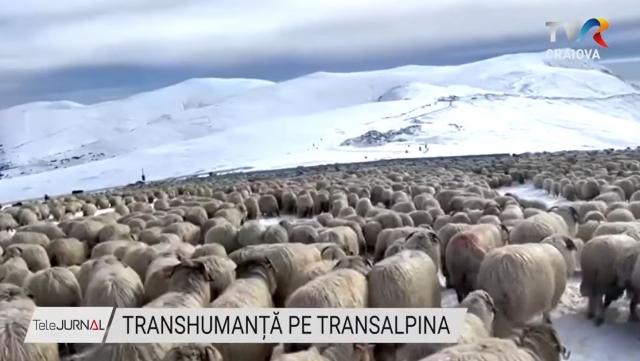 Transhumanță pe Transalpina: Un patrimoniu cultural de neuitat | VIDEO