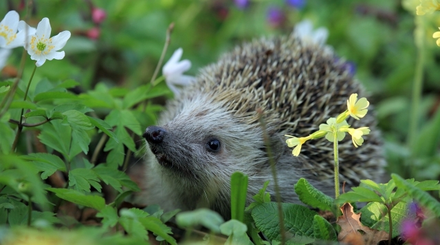 Gravetye, locul unde natura este celebrată, nu controlată