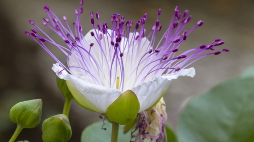 Caperele siciliene, savoarea Mediteranei