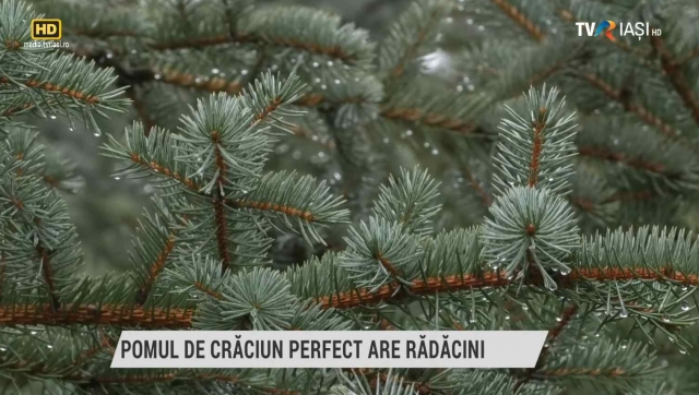 Pomul de Crăciun perfect are rădăcini | VIDEO