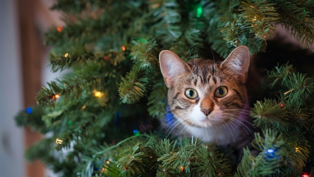 Atenţie la masa de Crăciun, ce mâncare împărţim cu animalele de companie 