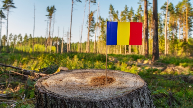 Cât verde mai avem în România și cum salvăm ce a mai rămas?