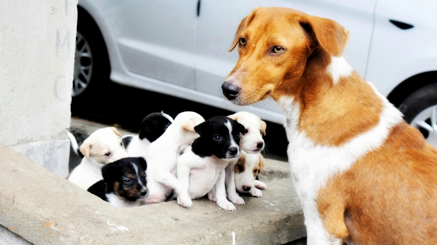 Importanța sterilizării animalelor de companie