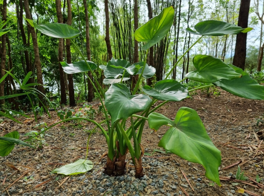 Philodendron - diferite specii (II)