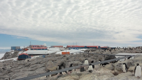 (w500) baza polar